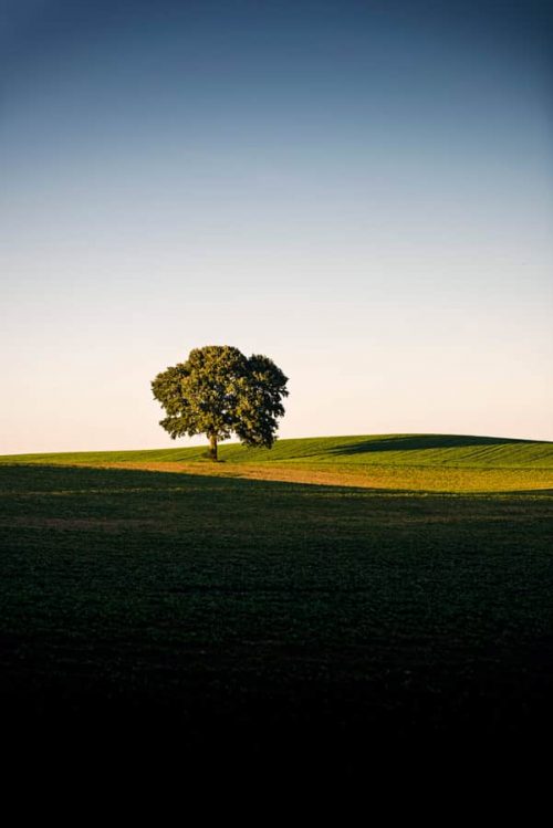 Sycamore tree photographed in thel ast rays of the summer light