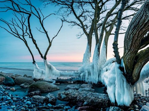 Tree trunks on the beach covered in ice