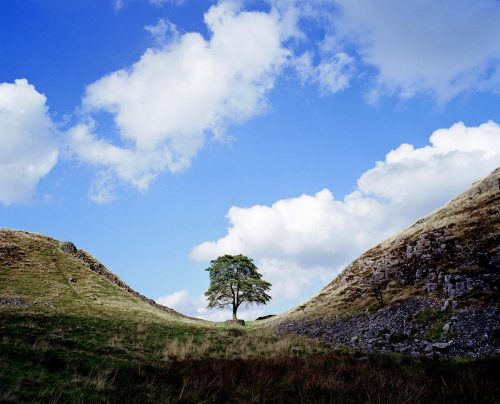 Sycamore tree on Hadrians Wall