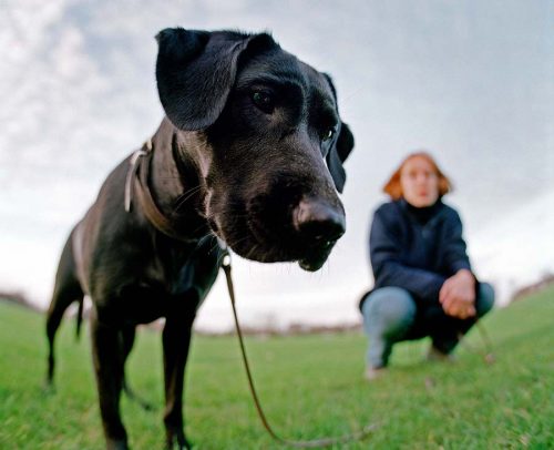 Fisheye view portrait of a black labrador