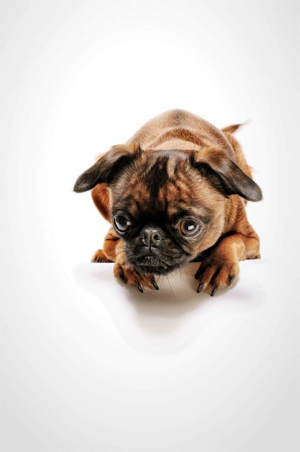 Cute studio portrait of a small brown terrier dog