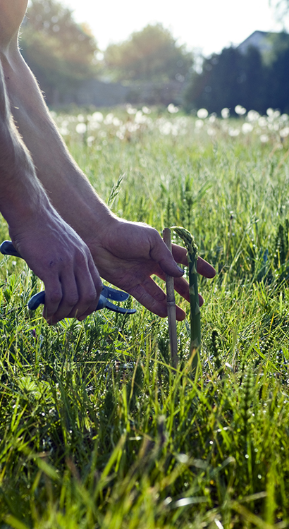 Organic Asparagus Farming