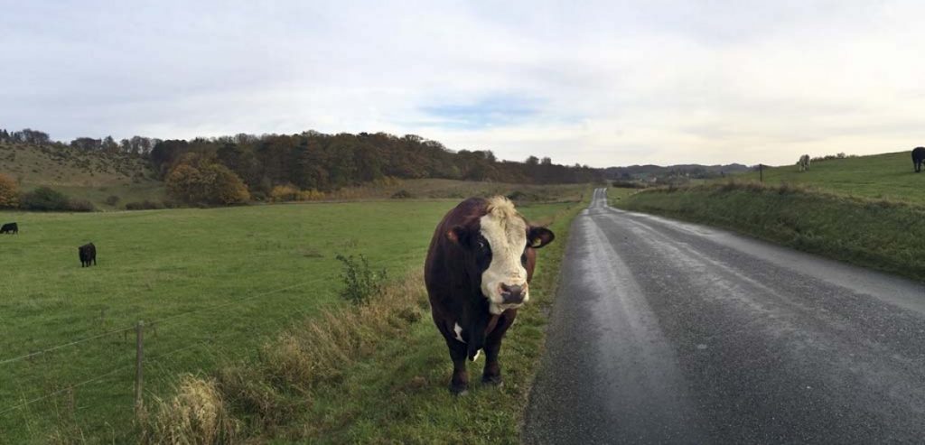 Bull loose on the road