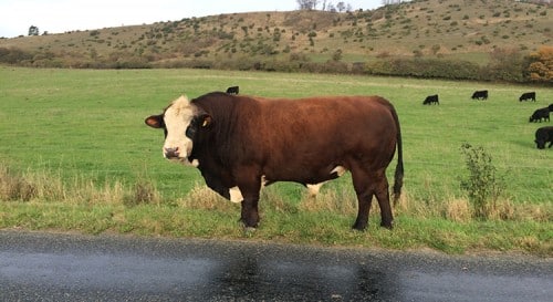 Bull on the wrong side on the fence.