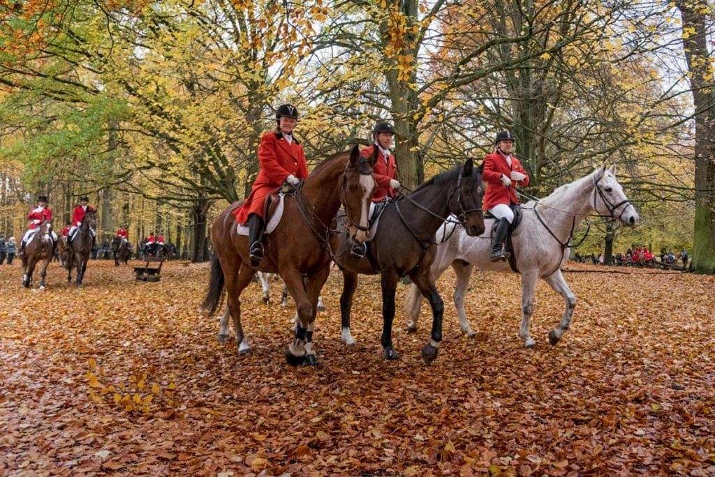 Horse waiting for the start of Hubertus 2016