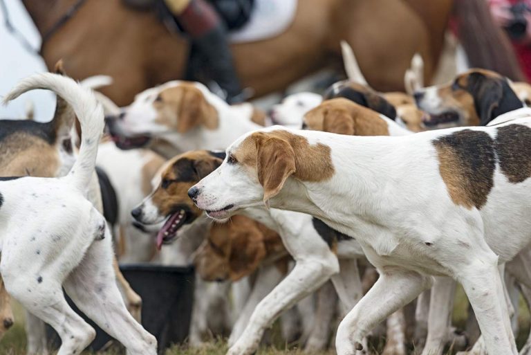 Pack of hunting dog