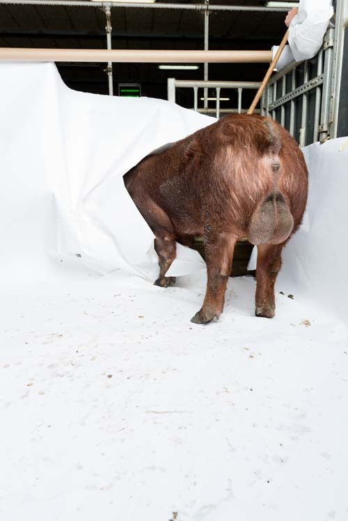 Pig destroying photographers white background