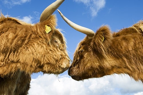 Portrait of two highland cattle who are rubbing noses.