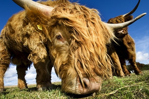 Dramatic low angle portrait of a Highland Cow