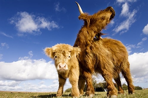 Portrait of a Highland cow with her cute calf