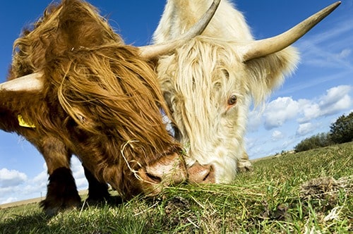 Portrait of two Highland cattle one red the other white