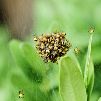 Close up of a spiders nest