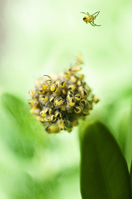 Close up of a spiders nest