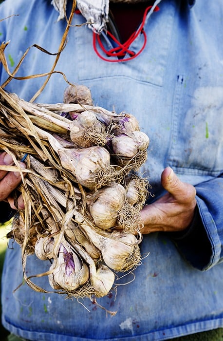 Organic garlic bulbs