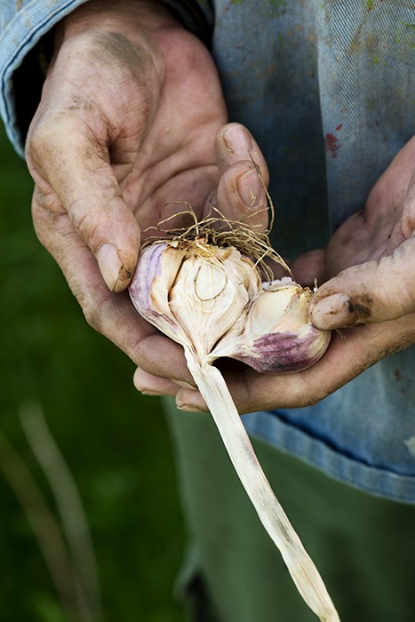 Organic garlic 