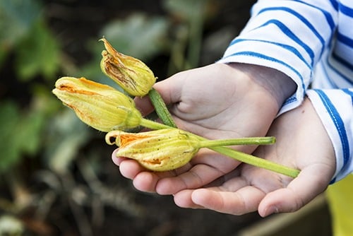 Zucchini flowers in a girl's hand