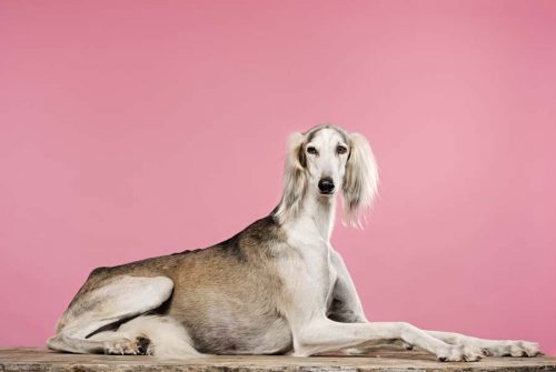 Saluki hound photographed against a pink background