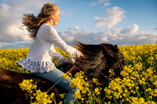 Young girl riding her Icelandic horse bareback through a field of bright yellow rapeseed flowers