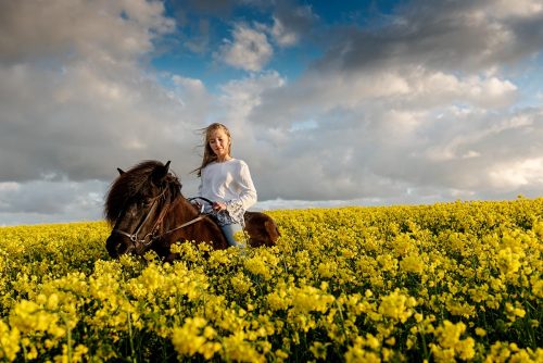 Horseback riding through a rapeseed field.