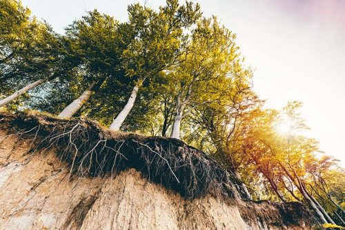 Trees at the cliff edge.