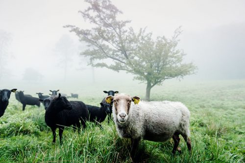 Cute herd of sheep gathering round the camera against a fog shrouded background.