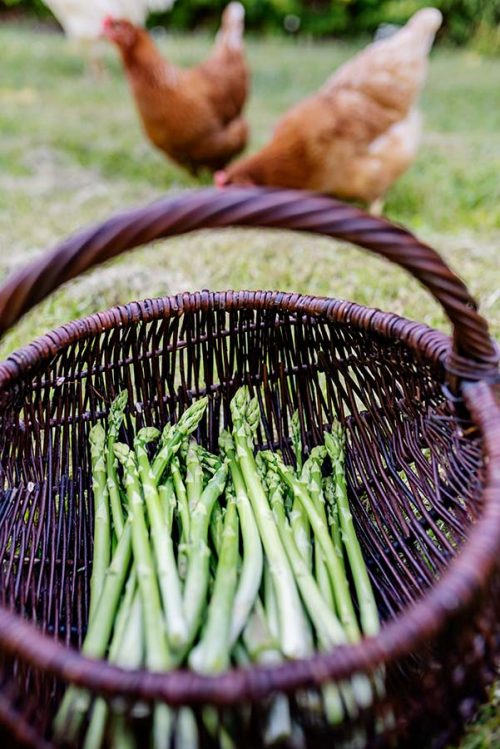 Basket of freshly picked asparagus