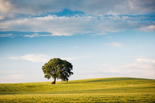 Sycamore Tree standing tall in a field.