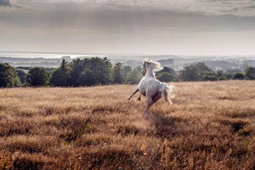 Palomino Horse