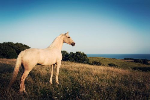 Palomino horse.