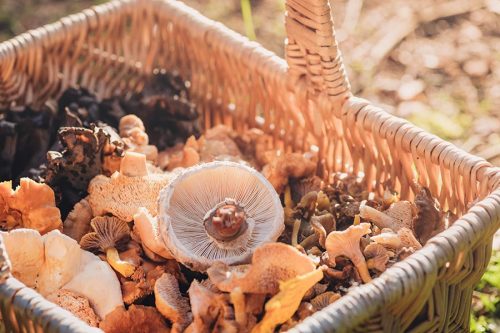 A basket full of foraged mushrooms.