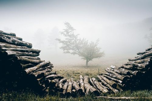 Trees shrouded in fog