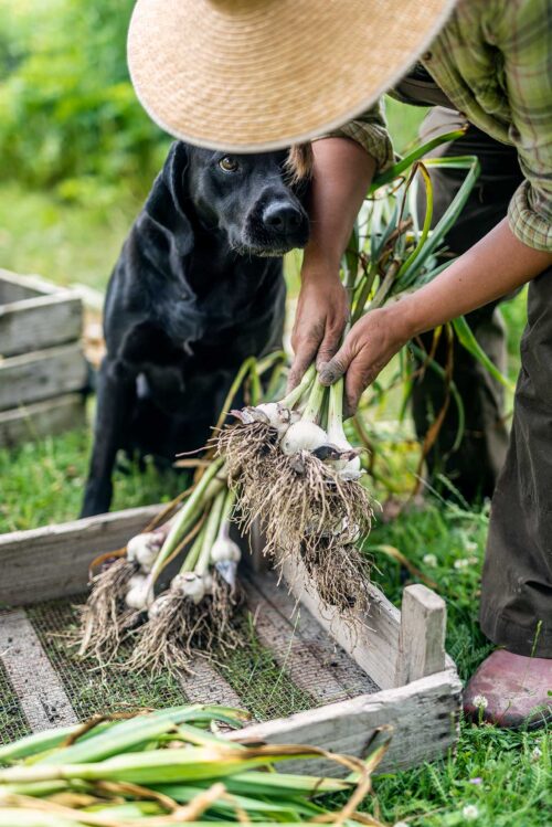 Farmer harvesting organic garlic from her kitchen garden with her dog keeping a watchful eye on events.