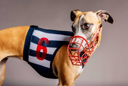 Portriat of a racing greyhound taken in a studio.