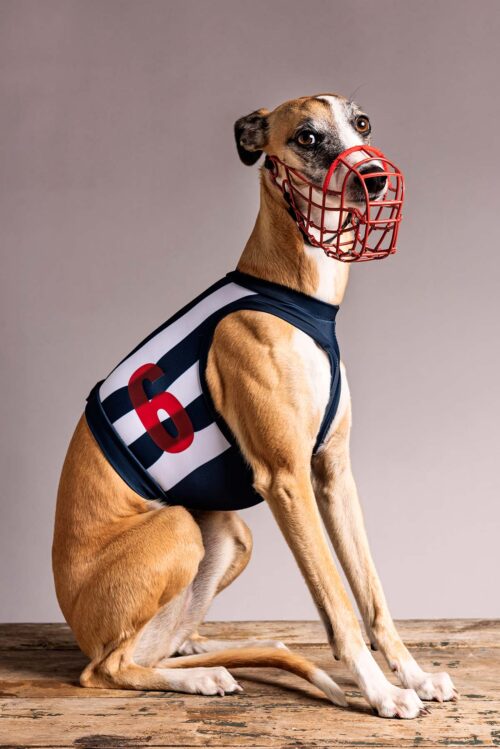 Portrait of a racing greyhound taken in a studio.