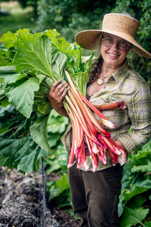 Woman harvesting organic rhubarb from her kitchen garden.